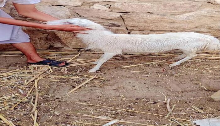 شاهد | كبش العيد ينهي حياة طفل في هذه المحافظة اليمنية ويحوّل فرحة الأسرة إلى فاجعة | كارثة انسانية