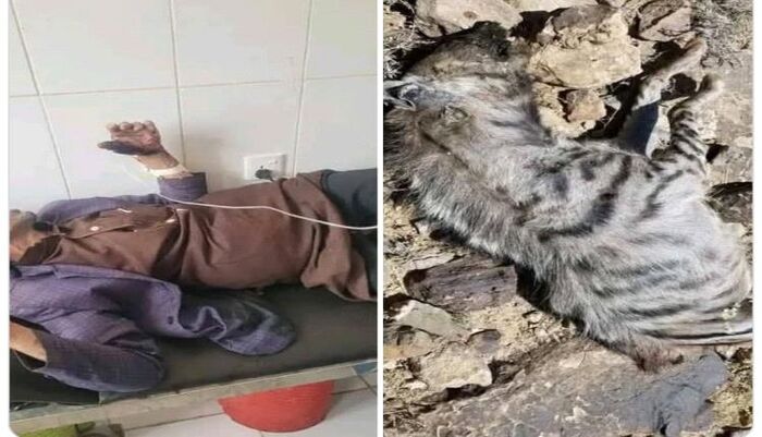 شاهد | معركة شرسة ومواجهة دامية في صنعاء.. ستيني يهزم حيوان مفترس بيديه العاريتين وينجو من موتٍ محقق | صور وتفاصيل